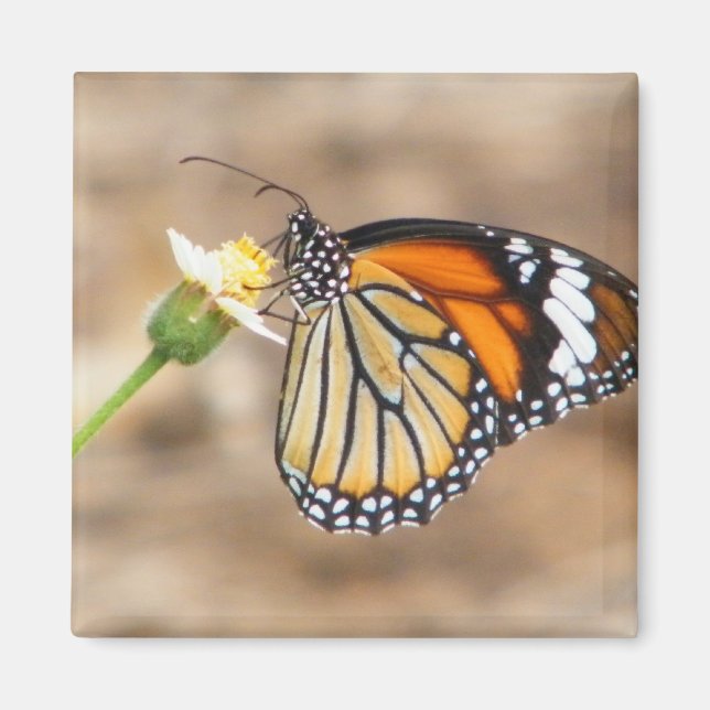 Monarch Butterfly Magnet (Front)
