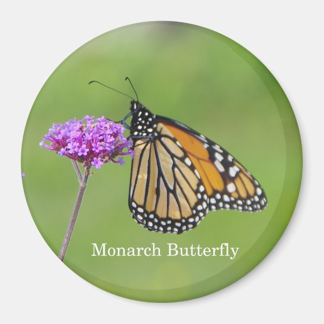 Monarch Butterfly magnet (Front)