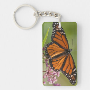 Monarch Butterfly male on Swamp Milkweed Key Ring