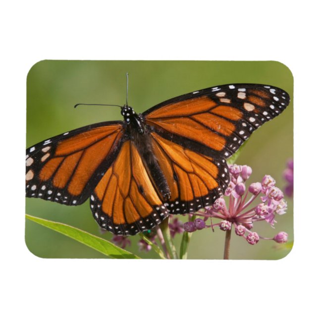Monarch Butterfly male on Swamp Milkweed Magnet (Horizontal)