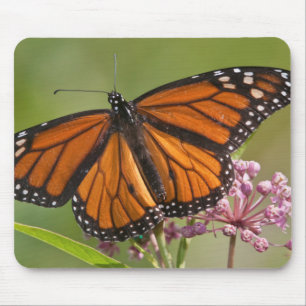 Monarch Butterfly male on Swamp Milkweed Mouse Mat