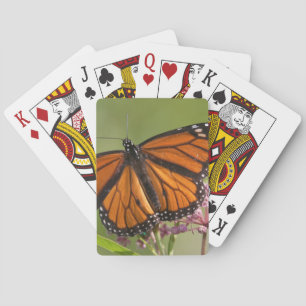 Monarch Butterfly male on Swamp Milkweed Playing Cards
