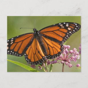 Monarch Butterfly male on Swamp Milkweed Postcard