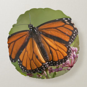Monarch Butterfly male on Swamp Milkweed Round Cushion