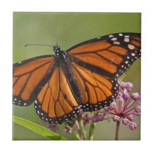 Monarch Butterfly male on Swamp Milkweed Tile