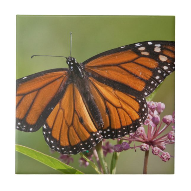 Monarch Butterfly male on Swamp Milkweed Tile (Front)