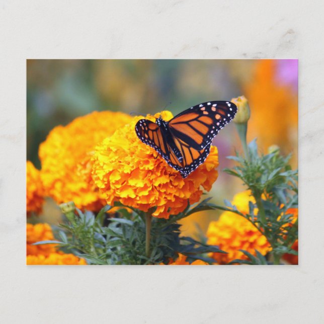 Monarch Butterfly Marigold Photo Postcard (Front)