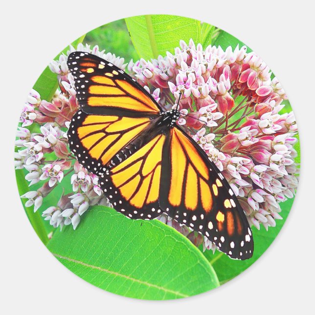 Monarch Butterfly Milkweed Flower  Sticker (Front)