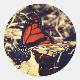 Monarch Butterfly Nature Classic Round Sticker