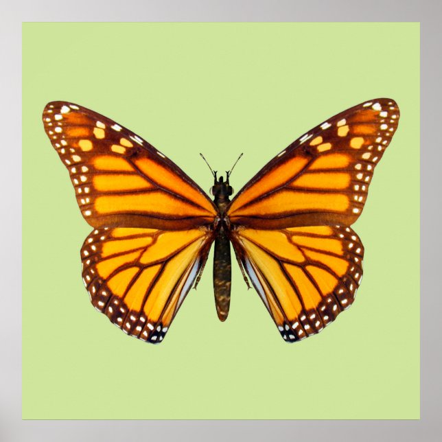 Monarch Butterfly Nature Wall Art (Front)