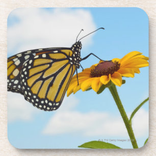 Monarch Butterfly on a Black Eyed Susan Coaster