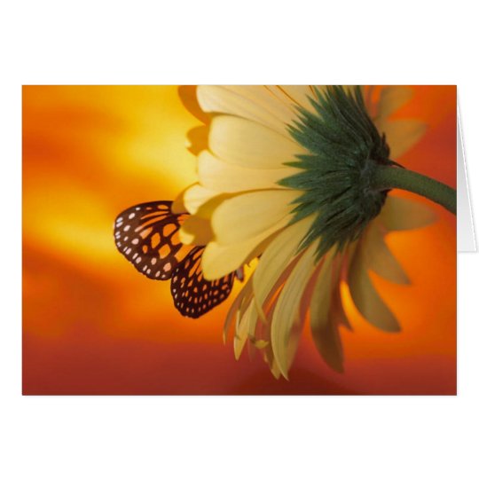 Monarch Butterfly on a Daisy Blank Card