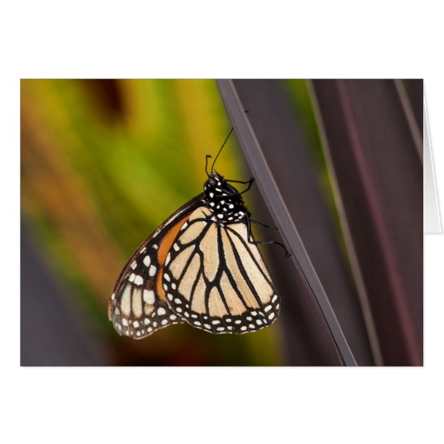 Monarch Butterfly on Agave (Front Horizontal)