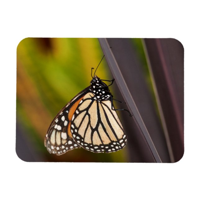 Monarch Butterfly on Agave Magnet (Horizontal)