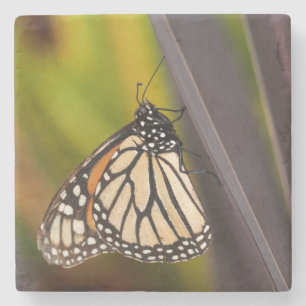 Monarch Butterfly on Agave Stone Coaster