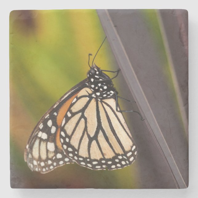 Monarch Butterfly on Agave Stone Coaster (Front)