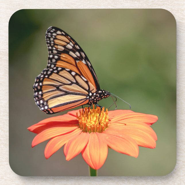 Monarch Butterfly on an orange flower Coaster (Front)