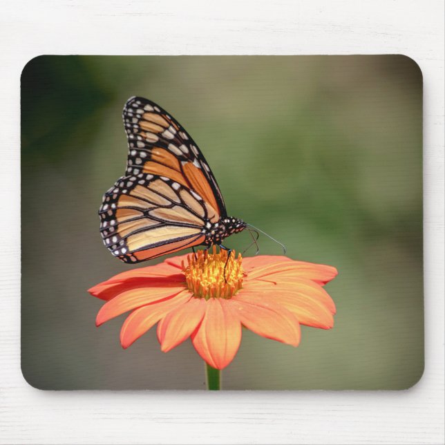 Monarch Butterfly on an orange flower Mouse Mat (Front)