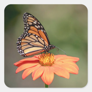 Monarch Butterfly on an orange flower Square Sticker