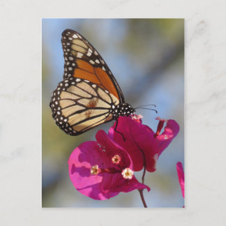 Monarch butterfly on bougainvillea blossom postcard