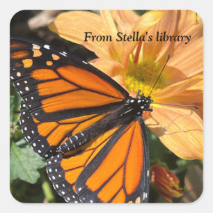 Monarch butterfly on chrysanthemum flower square sticker
