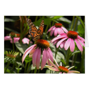 Monarch Butterfly on Coneflower