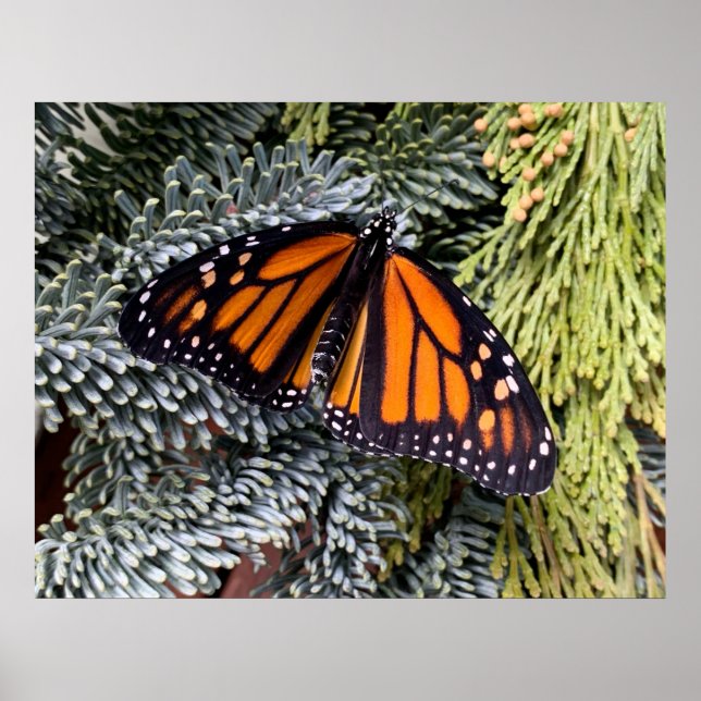 Monarch butterfly on evergreens poster (Front)