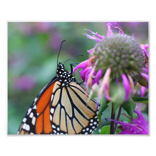 Monarch Butterfly On Flower 10x8 Nature Photo Print (Front)
