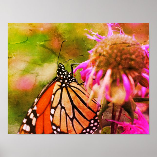 Monarch Butterfly On Flower Distressed Art Poster (Front)
