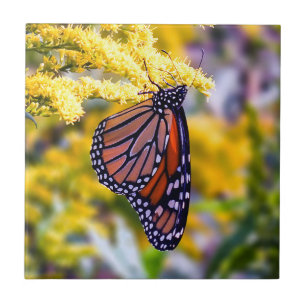Monarch Butterfly on Goldenrod Ceramic Photo Tile