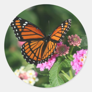 Monarch Butterfly on Lantana Flower Classic Round Sticker