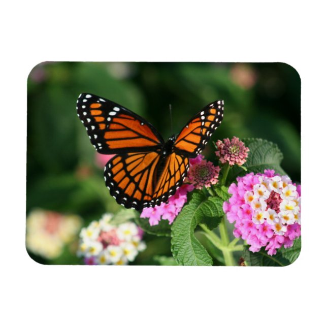 Monarch Butterfly on Lantana Flowers.Magnet Magnet (Horizontal)