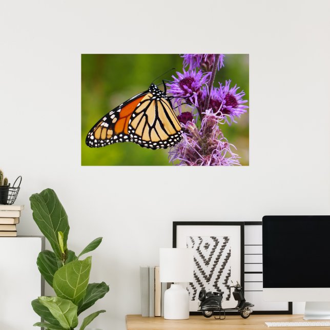 Monarch Butterfly on Liatris Poster (Home Office)