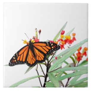 Monarch Butterfly on Milkweed Blooms, on White Tile