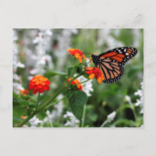 Monarch Butterfly on Orange and Red Lantana Postcard