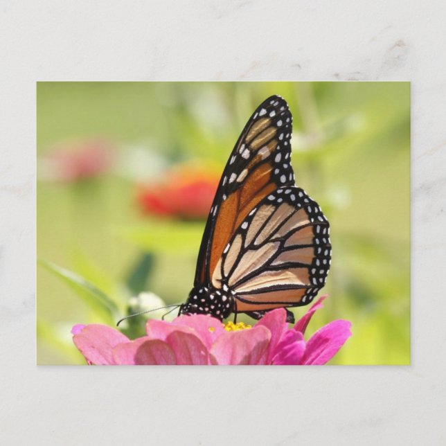Monarch Butterfly on Pink Flower Postcard (Front)