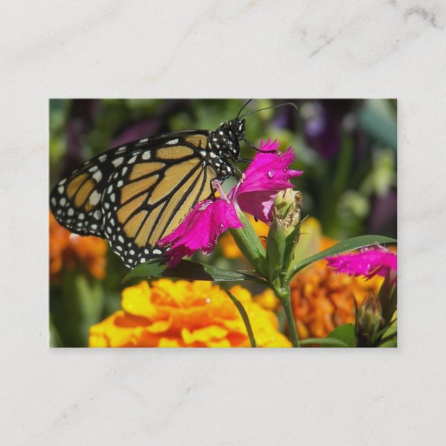 Monarch butterfly on pink marigold-business cards (Front)