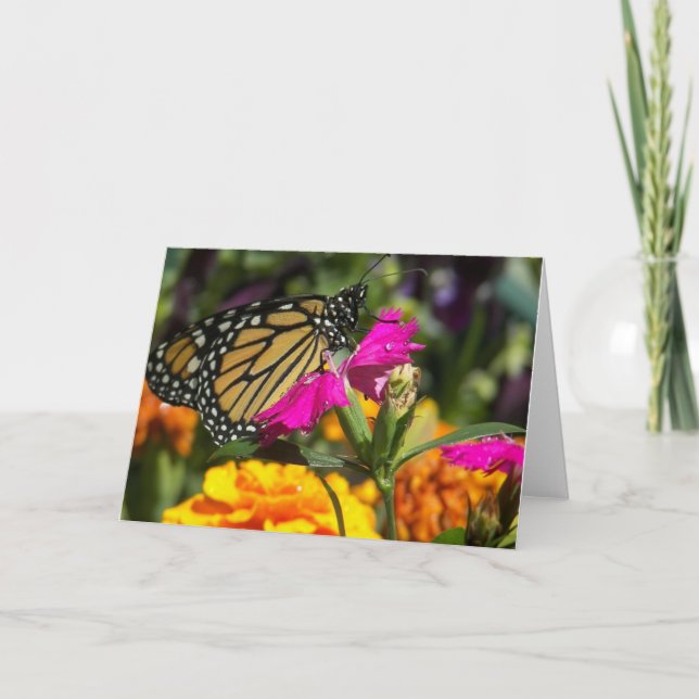 Monarch butterfly on pink marigold-greeting cards (Front)
