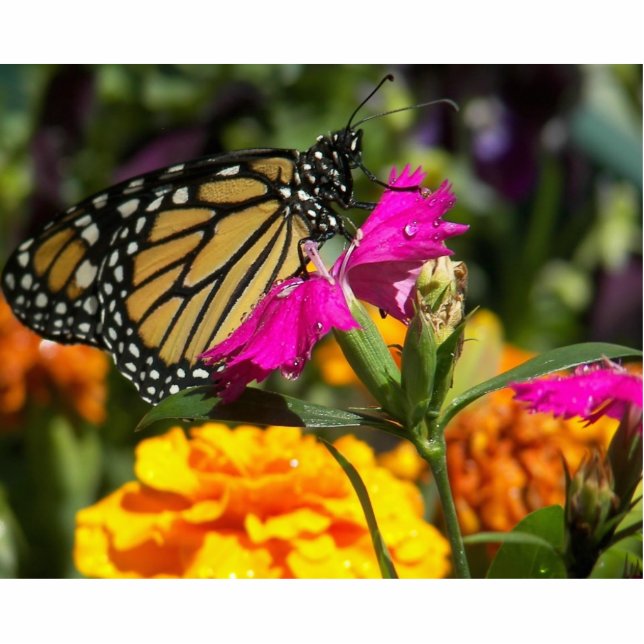 Monarch butterfly on pink marigold-photo sculpture standing photo sculpture (Front)