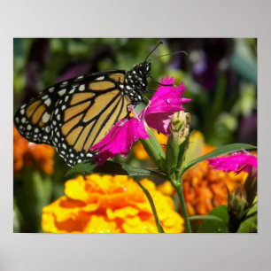 Monarch butterfly on pink marigold-poster poster