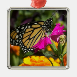 Monarch Butterfly on pink marigold-square ornament