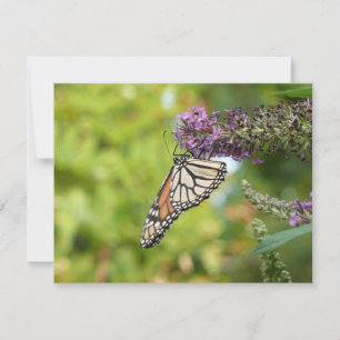 Monarch Butterfly on Purple Butterfly Bush