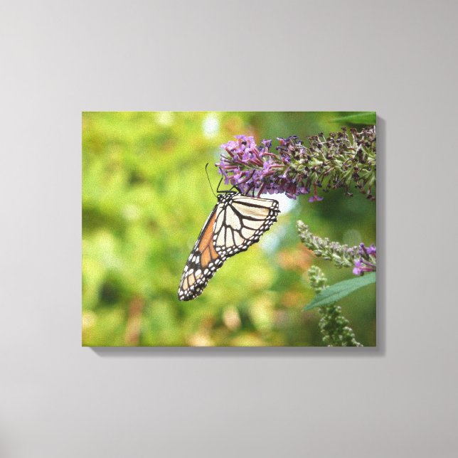 Monarch Butterfly on Purple Butterfly Bush Canvas Print (Front)