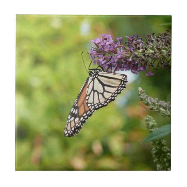Monarch Butterfly on Purple Butterfly Bush Tile (Front)