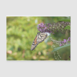 Monarch Butterfly on Purple Butterfly Bush Tissue Paper