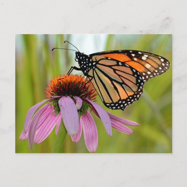 Monarch Butterfly on Purple Coneflower Photo Postcard (Front)