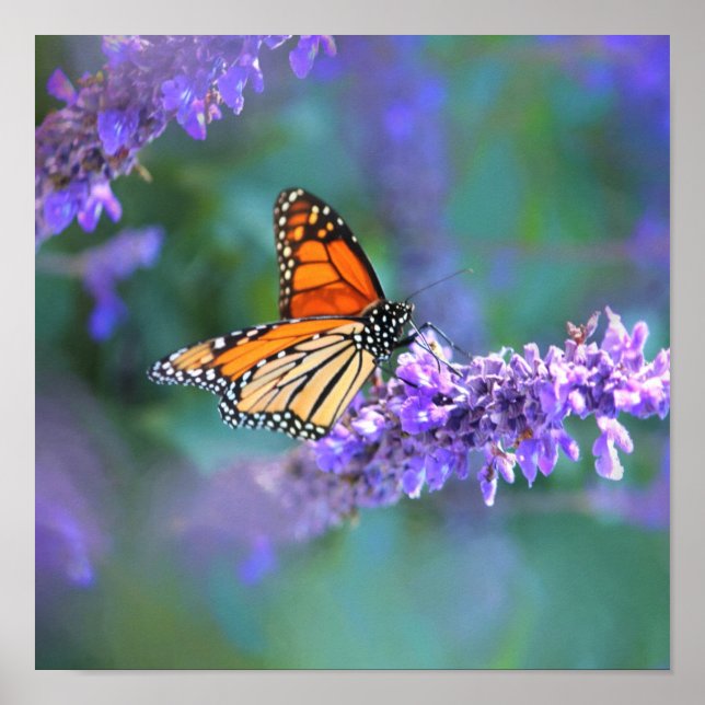 Monarch Butterfly on Purple lilac Flower Poster (Front)