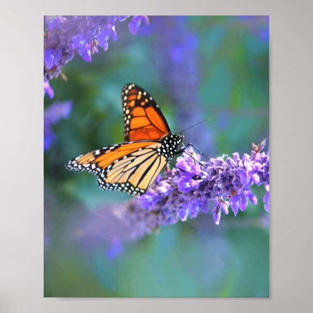 Monarch Butterfly on Purple lilac Flower Poster (Front)