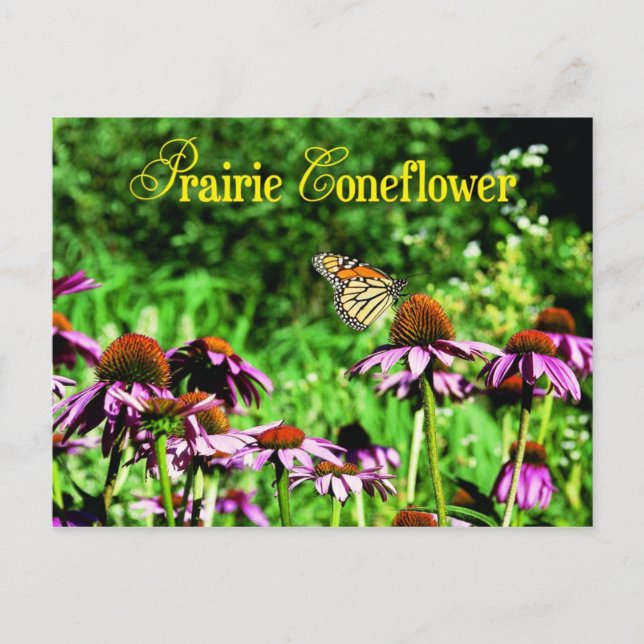 Monarch butterfly on purple prairie coneflower postcard (Front)