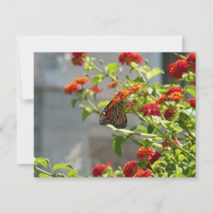 Monarch Butterfly on Red Butterfly Bush